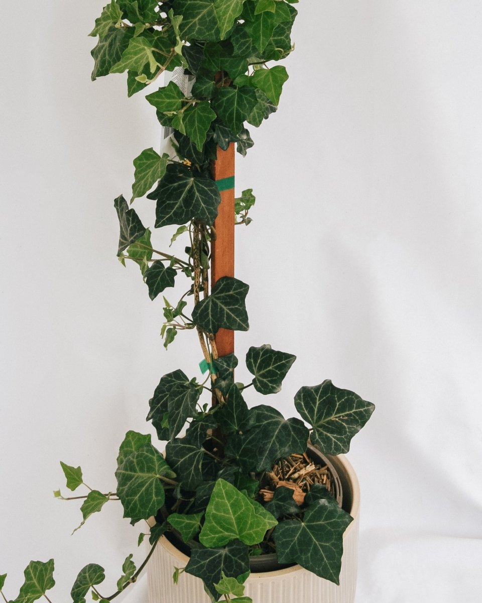 Baltic Ivy - LandscapeDirect