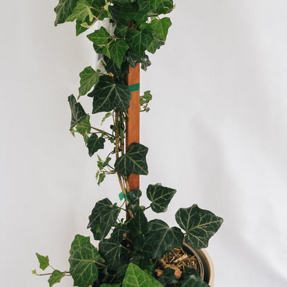 Baltic Ivy - LandscapeDirect