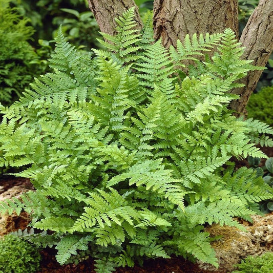 Barnes Narrow Male Fern - LandscapeDirect