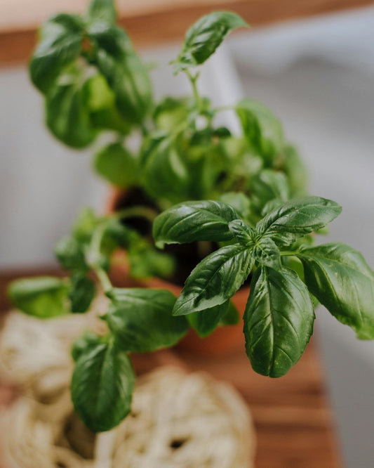 Basil Genovese - LandscapeDirect