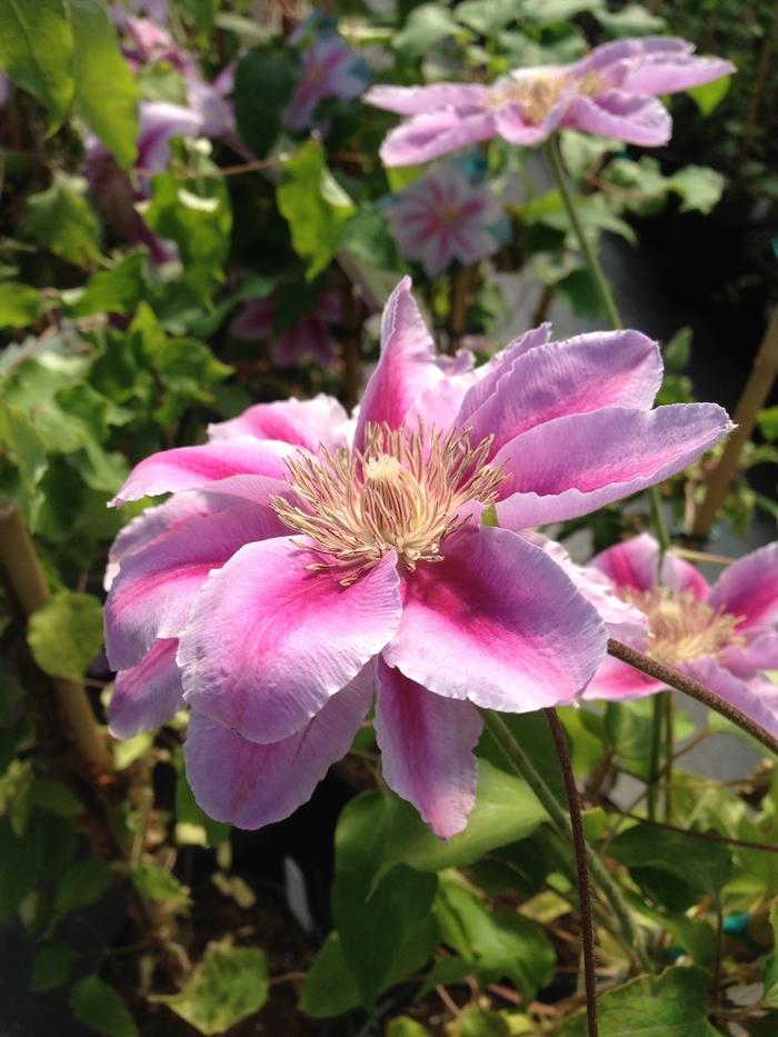 Bees' Jubilee Clematis - LandscapeDirect