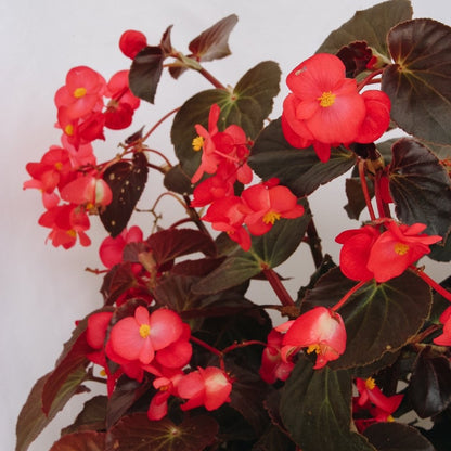 Begonia Surefire Cherry Cordial - LandscapeDirect