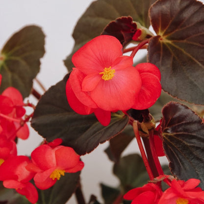 Begonia Surefire Cherry Cordial - LandscapeDirect