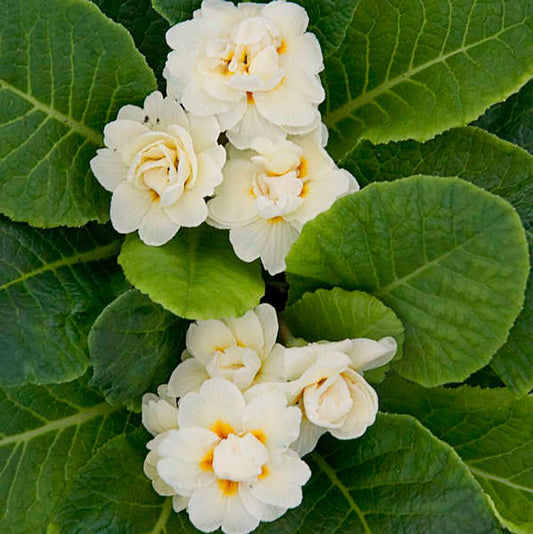Belarina Cream Primrose - LandscapeDirect