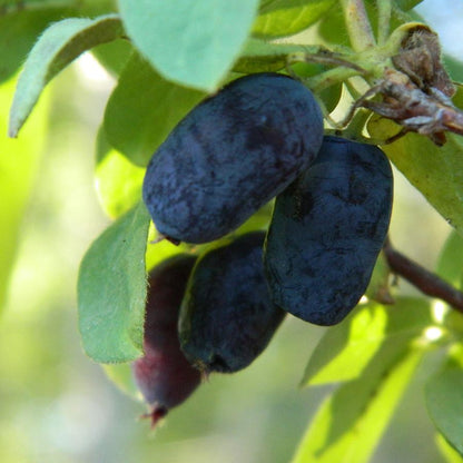 Berry Blue Honeyberry - LandscapeDirect