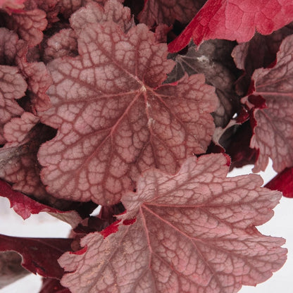 Berry Smoothie Coral Bells - LandscapeDirect