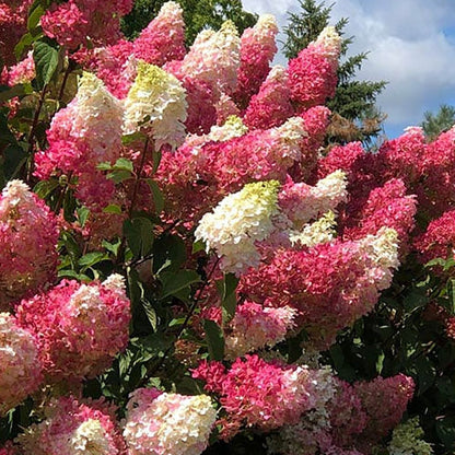 Berry White Hydrangea - LandscapeDirect