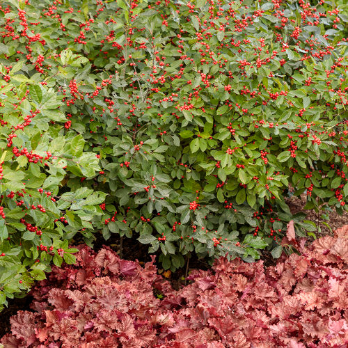 Berry Heavy  Winterberry Holly