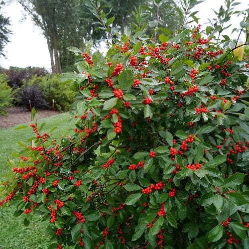 Berry Heavy  Winterberry Holly