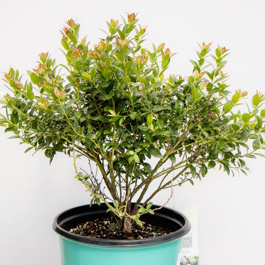 Berrybux Blueberry - LandscapeDirect