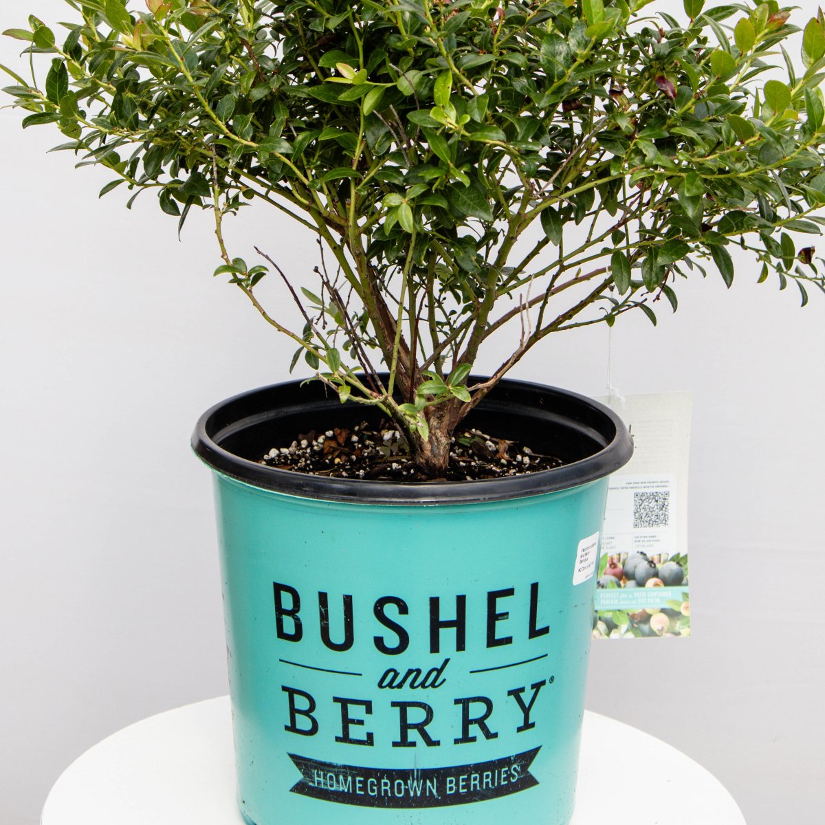 Berrybux Blueberry - LandscapeDirect