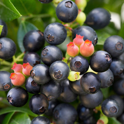 Berrybux Blueberry - LandscapeDirect