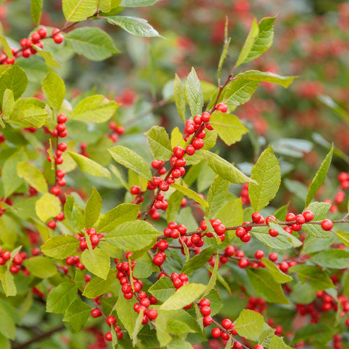 Berry Heavy  Winterberry Holly