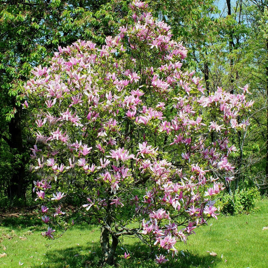 Betty Lily Magnolia - LandscapeDirect