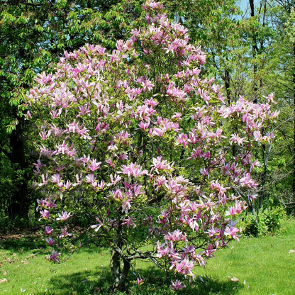 Betty Lily Magnolia - LandscapeDirect