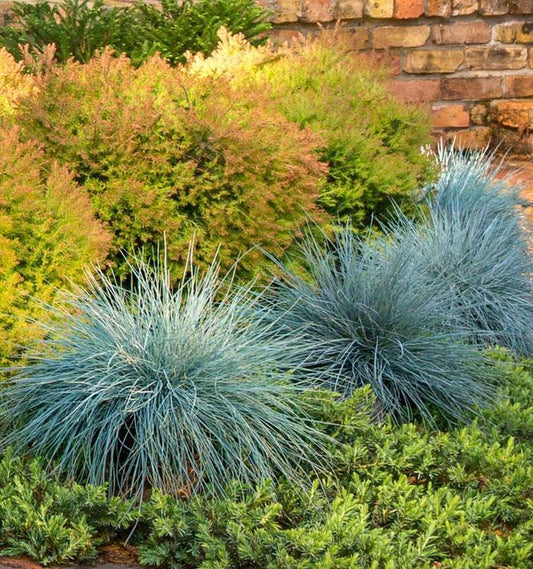 Beyond Blue Blue Fescue - LandscapeDirect
