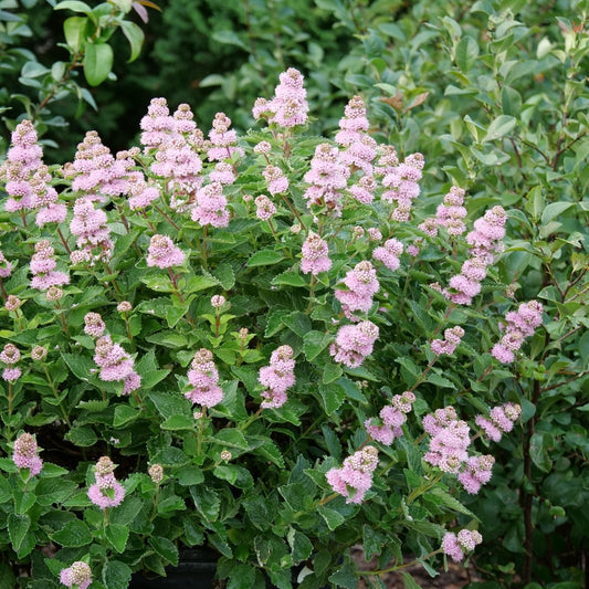 Beyond Pink'd Bluebeard - LandscapeDirect