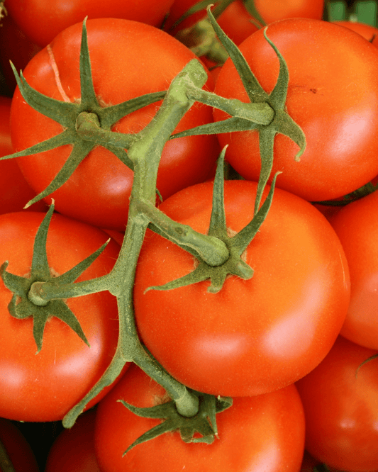 Big Beef Tomato - LandscapeDirect