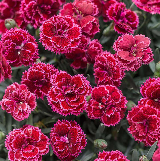 Black Cherry Frost Pinks - LandscapeDirect