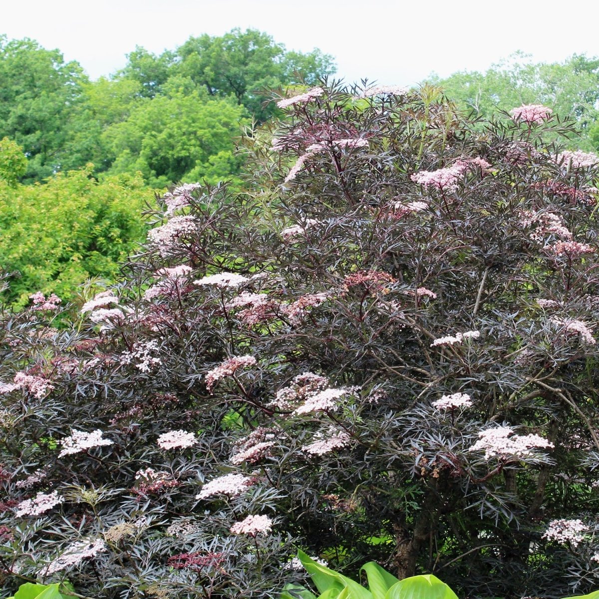 Black Lace Elderberry - LandscapeDirect