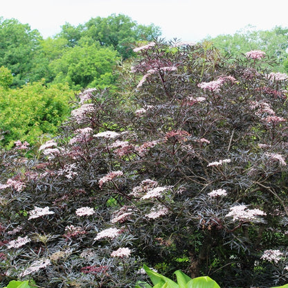 Black Lace Elderberry - LandscapeDirect