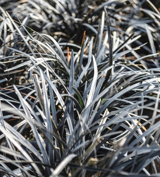 Black Mondo Grass - LandscapeDirect