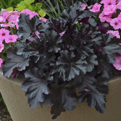 Black Pearl Coral Bells - LandscapeDirect