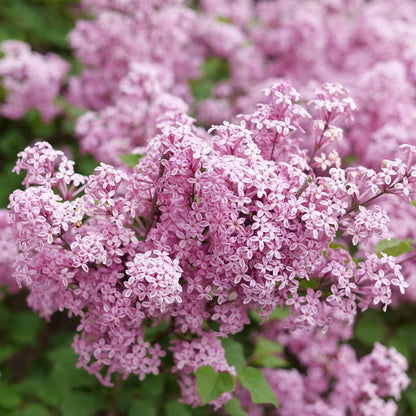 Bloomerang Purpink Lilac - LandscapeDirect
