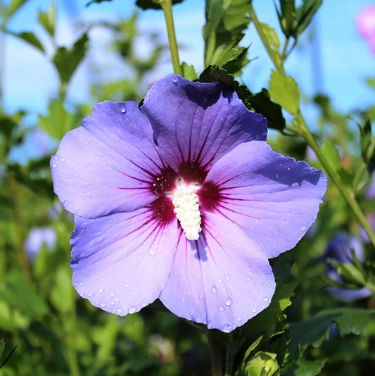 Blue Bird Rose of Sharon/Althea - LandscapeDirect