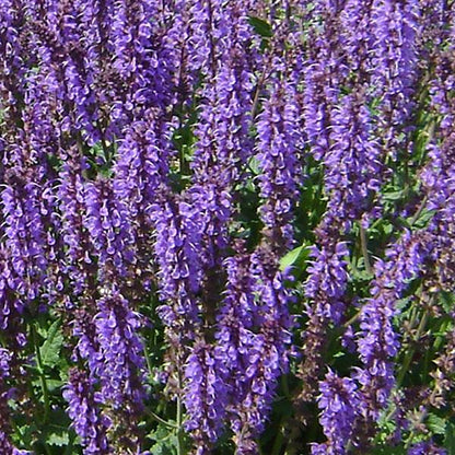 Blue by You Meadow Sage - LandscapeDirect