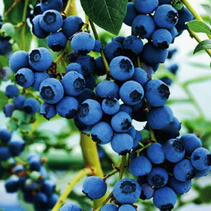 Blue Crop Blueberry - LandscapeDirect