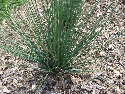 Blue Dart Rush - LandscapeDirect