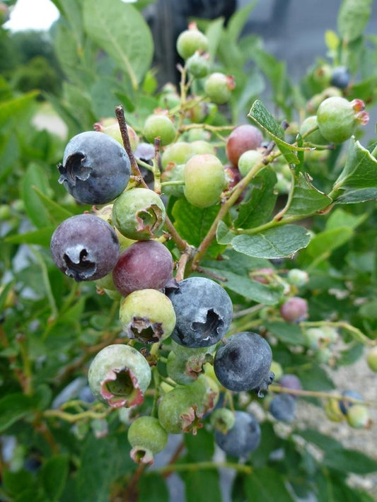 Blue Gold Blueberry - LandscapeDirect