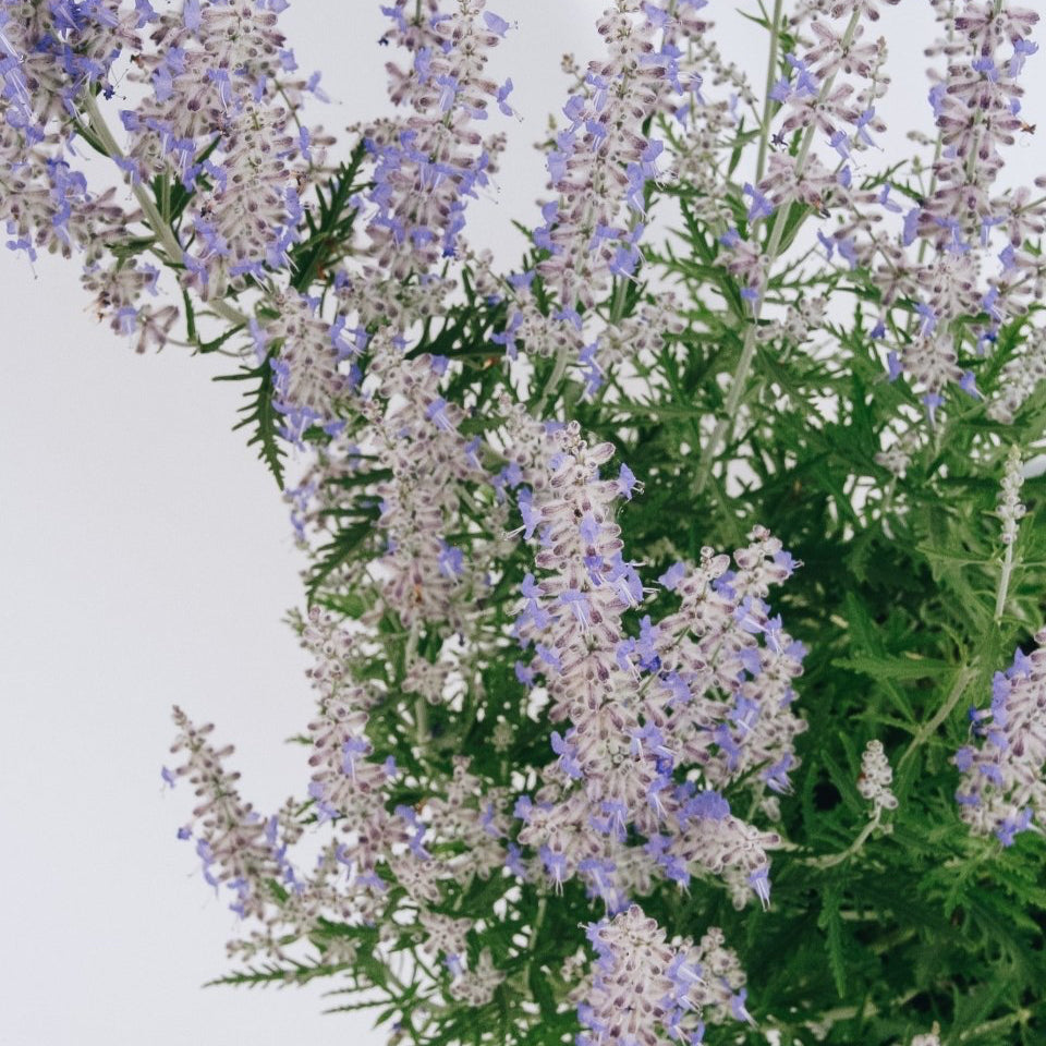 Blue Jean Baby Russian Sage - LandscapeDirect