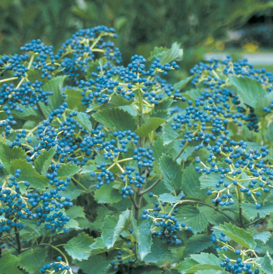 Blue Muffin Arrowwood Viburnum - LandscapeDirect