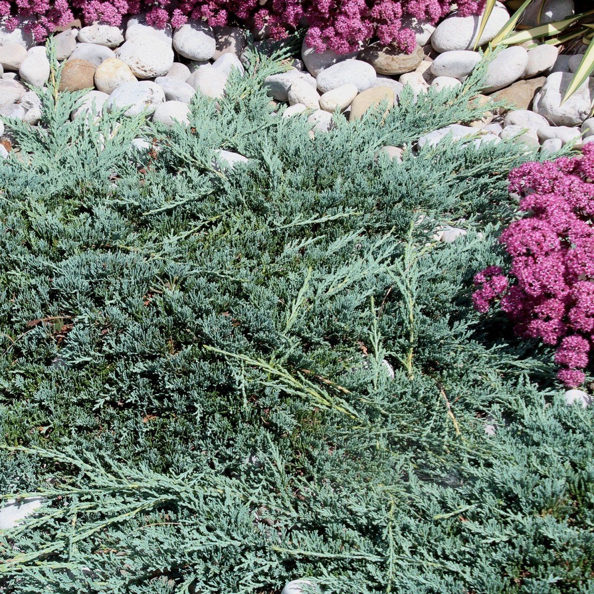 Blue Rug Juniper - LandscapeDirect