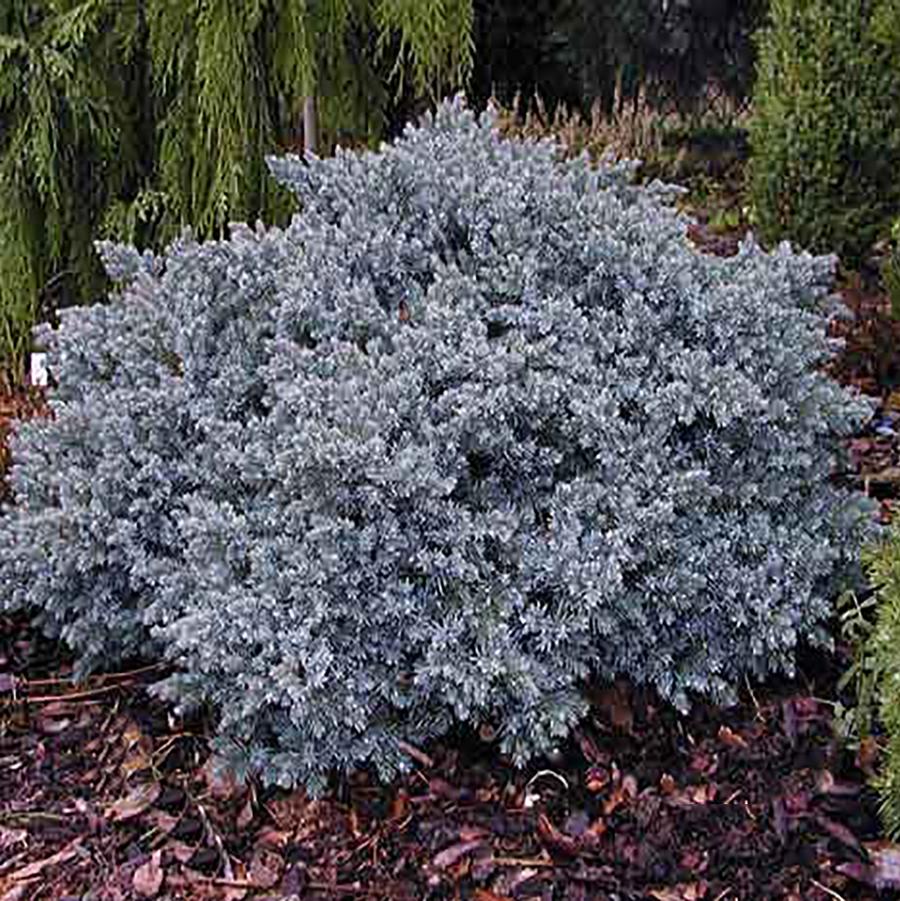 Blue Star Juniper - LandscapeDirect