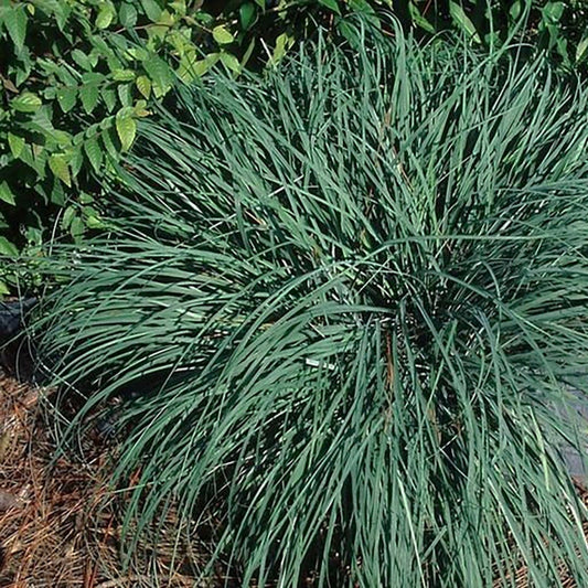Blue Zinger Sedge - LandscapeDirect