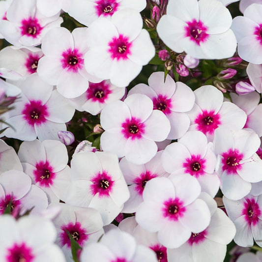 Blush Pop Summer Phlox - LandscapeDirect