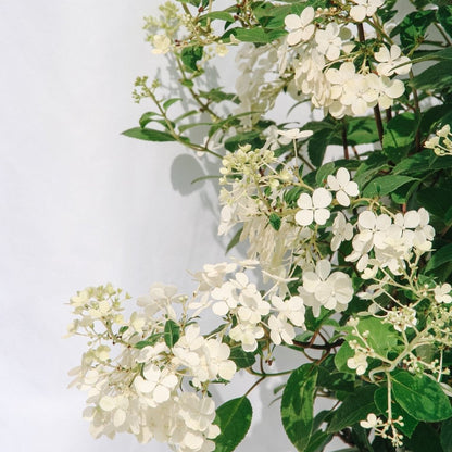 Bobo Hydrangea - LandscapeDirect