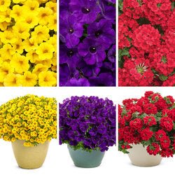 Bold Color combo - Super Pack - LandscapeDirect