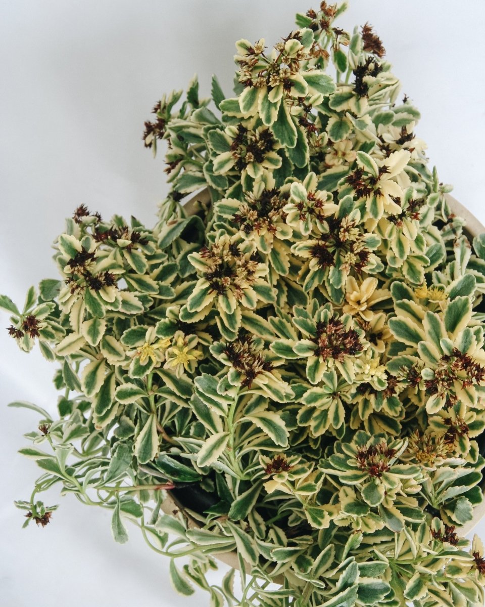 Boogie Woogie Stonecrop - LandscapeDirect