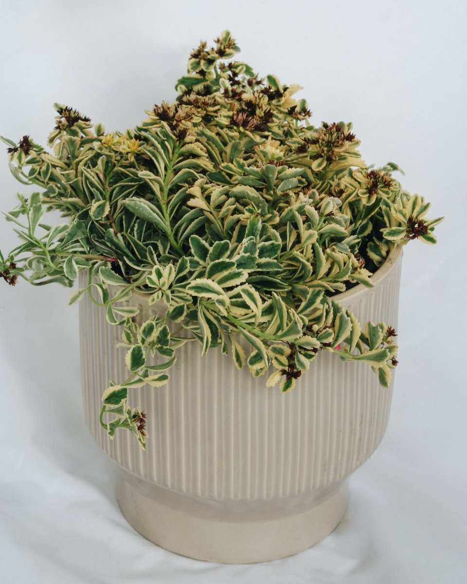 Boogie Woogie Stonecrop - LandscapeDirect