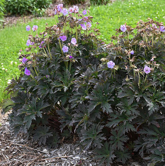 Boom Chocolatta Geranium - LandscapeDirect