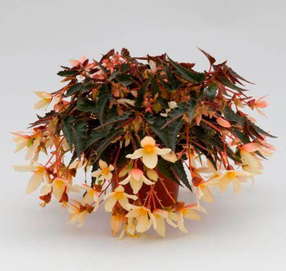 Bossa Nova Orange - LandscapeDirect