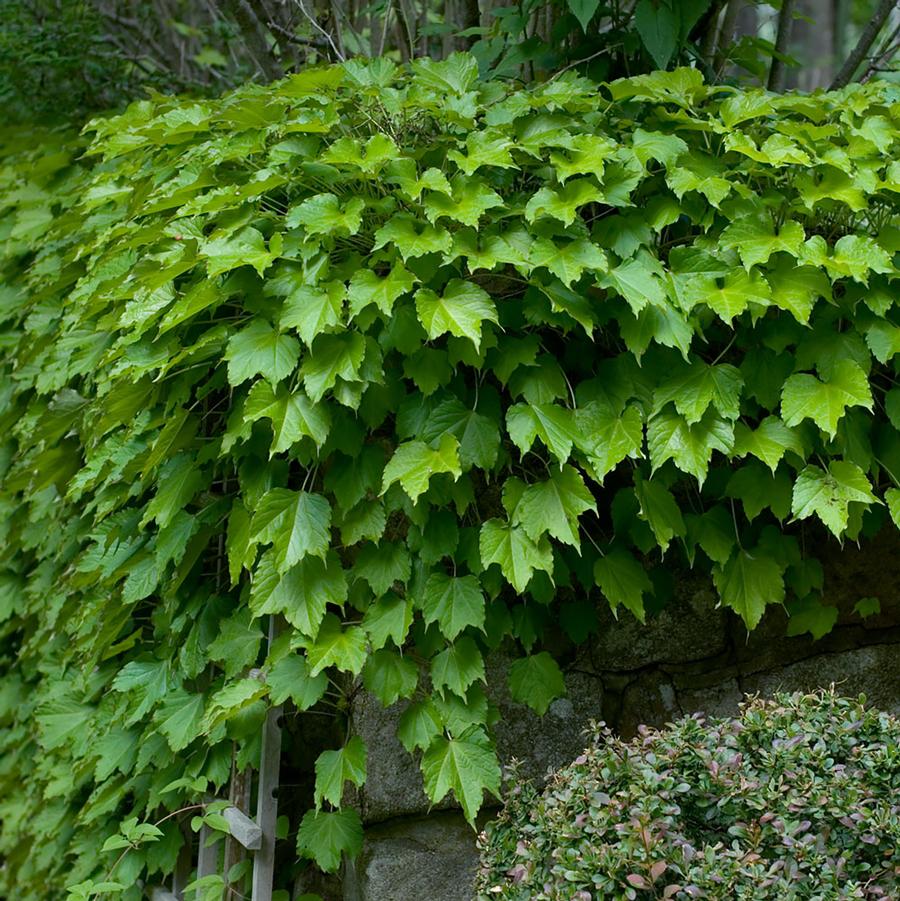 Shop Ivy – LandscapeDirect