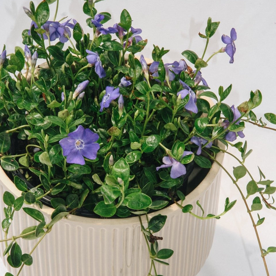 Bowles Periwinkle - LandscapeDirect