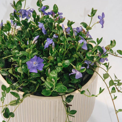Bowles Periwinkle - LandscapeDirect