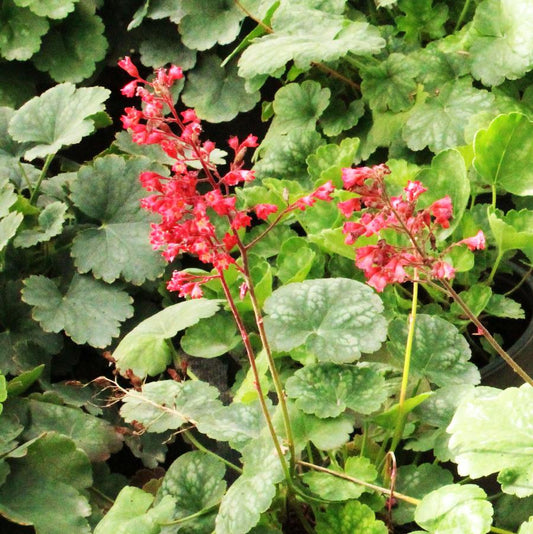 Bressingham Coral Bells - LandscapeDirect