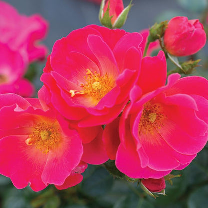 Brick House Pink Floribunda Rose - LandscapeDirect